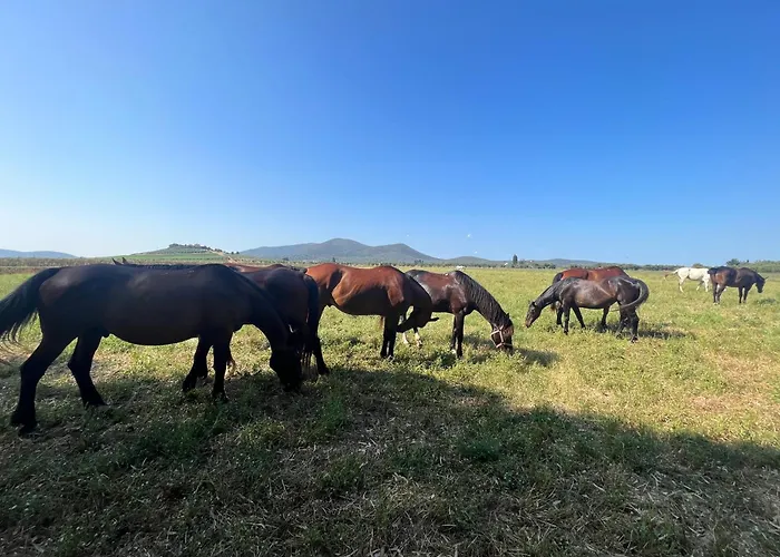 Villa Il Gelsomino Alberese